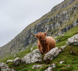 A highland cow chewing grass surrounded by green hills in Scotland